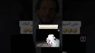 حتى الحيوانات كارهه العيشه في البلاد 🤣🤣🤣🤣#عمار_ملك_الافكار #لاجبر_الدهش