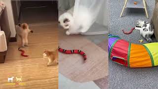 🐍FUNNY SNAKE™ Interactive cat toys -Toys for cats to play - Cat accessories shop -Electronic cat toy