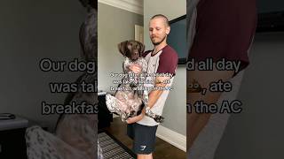 Our dog is a big baby #gsp #germanshorthairedpointer #puppy #dogvideos #dog #cutedog #funnydog #dogs