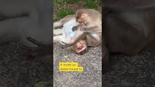 Funny video of monkey cleaning other mate so sincerely #funnyanimals #monkeys