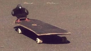 Top 5 Skateboard