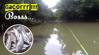 Melemya Lagi Gacorrr !!! Serasa Mancing Di Kolam