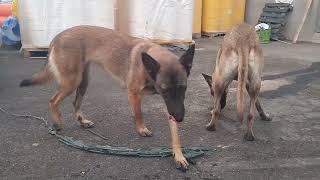 PASTOR BELGA MALINOIS