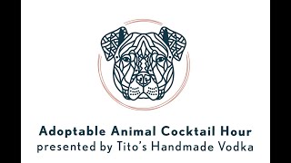 BARK & WHINE 2020: Happy at Home - Adoptable Animal Cocktail Hour