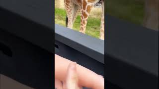 Giraffe at wildlife park picks up toddler from inside truck (via SIERRA ROBERT/TMX)