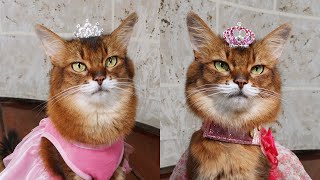 Princess Cat Slays: Summer Matches Tiaras With Her Regal Dresses #cats #catmodel