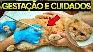 Quanto tempo dura a GESTAÇÃO de um Gato?