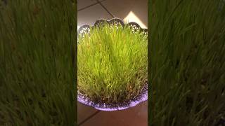 Weat grass #kitchen #mykitchen #food #openkitchen #shortvideo #streetfood