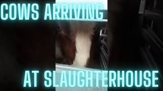 COWS Arriving at Slaughterhouse on (Shit-Covered) Trailer 3 🐄💩 #Shorts