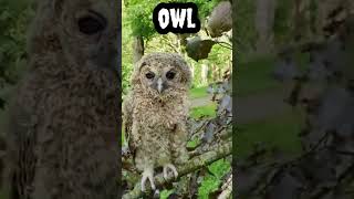 Owl #shorts #viral #trending