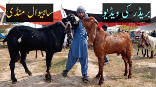 Sahiwal Bakra Mandi Breader Update 6/9/2022