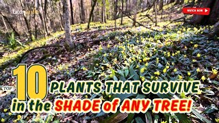 TOP 10 PLANTS That SURVIVE in the SHADE of ANY TREE! 🌱🌳🌺 // Gardening Ideas