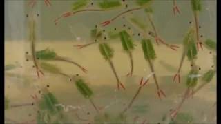 WHAT ARE FAIRY SHRIMP ?