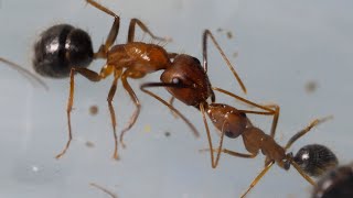 Les étranges baisers des fourmis