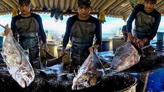 Unique! Biggest Trevally Fish Cutting Skills Day of Life Harvesting Village Street Fish Market