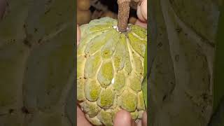 Sugar apple l custard apple #sugarapple #viral #trending #short #shorts #shortvideo #viralvideo