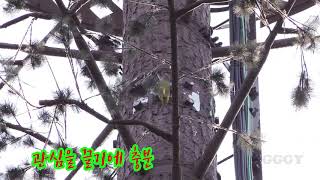 딱따구리 소리 Drumming ( Woodpecker drumming )