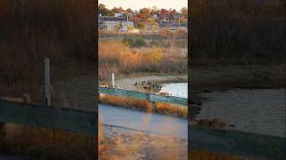 Landscape Photography at 200mm, Brookfield Park - Staten Island (a7S3 28-200mm) #nature #views #nyc