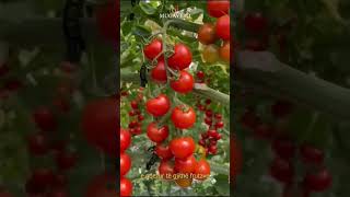 #agricoltura #pomodoro #orticoltura #fertilizer #npk #agriculture #farm #agricoltori #agro