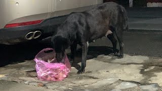 Dog eating dinner. old dog eating feed at night. pets animal, black dog female.