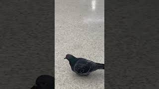 Bird lost in baggage claim area in Newark airport