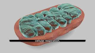 The human body is composed of around 37 trillion cells.