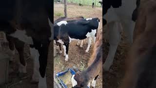 Bezerras de inseminação artificial #vacasdeleite #agro #fazenda #manejo #capimaçu