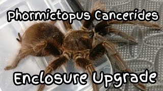 Phormictopus Cancerides Tarantula Enclosure Update!