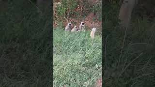 monkey in my farm 😲😁 #farm #farmer #monkey #bandarmama #bandar #marwad #travel #rajashthan #sort