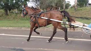 Amarok Agrofal egua American Trotter/Argentina a venda