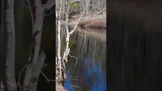 Crossing The Beaver Dam At QEWII #shorts #short