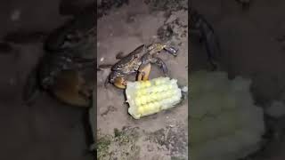 Crab eating（corn）