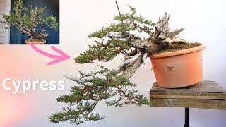 Il bonsai è l'insieme di tecniche applicate negli anni sullo stesso albero #bonsai #yamadoribonsai