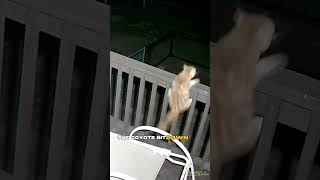 Owner Left Stunned - Unbelievable Surprise Caught On Webcam | Cat vs. Coyote 😱🐱🦊 #viral #shortvideo