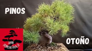 Pre bonsai pino pentaphylla, pino blanco japonés, goyomatsu, purga de aciculas en otoño #bonsai