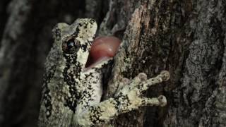 Gray Tree Frog