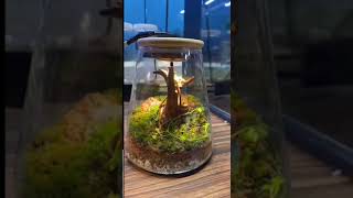 terrarium