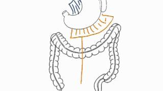 How to Biology & Anatomy: Peritoneum