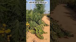 #papaya farming with drip irrigation system #पपीते की खेती टपक सिंचाई द्वारा #shorts