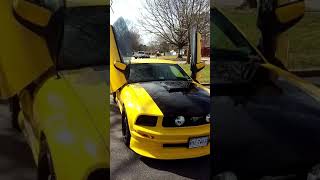 Black and yellow Mustang!