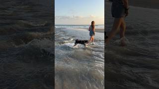 Happy Dogs at the Beach 😊