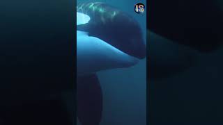 Supreme battle of killer whales against shark