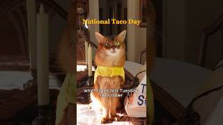 Happy National Taco Day From Taco Cat #cat