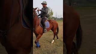 Polo horse farm noida match ke liye jate huye