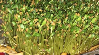 How to Harvest and Cook Healthy “Micro Greens”