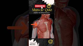 99% People can't answer this question|| anatomy quiz ||anatomy quiz muscles | #musclesquiz #3dmodels