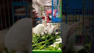 Cute Rabbit Eating Vegetables #rabbit #rabbits #cuterabbit #pets #cute #petsvlog #hobby #roys_home