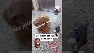 Nino D'Angelo 🤣🤣 #nino#risata #risata #youtubeshorts #perte