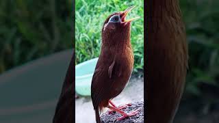 Chinese hwamei or melodious laughingthrush (Garrulax canorus) /passerine bird/Garrulax canorus