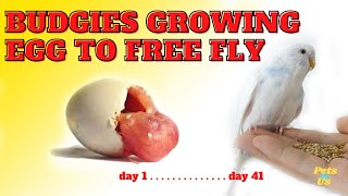 Budgies growing from egg to free fly 🦜 (2022) | Pets and Us